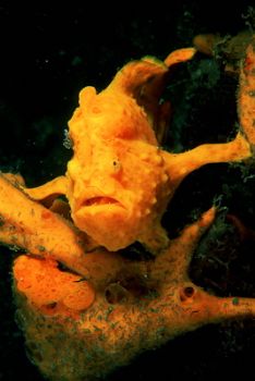  2x Frogfish in Indonesia, F100 &105mm. by Greg Grant 